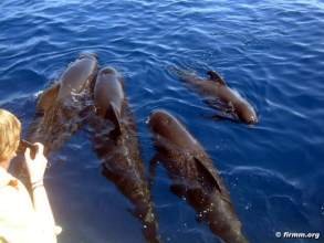 Royal Delfin Teneriffa Pilotwale