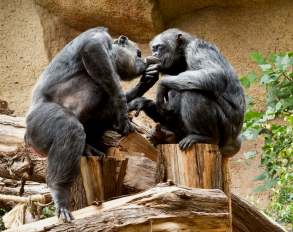 Schimpansen im Loro Parque 2011