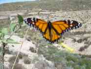 Schmetterling Kanaren