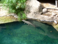 jungle park teneriffa alligator
