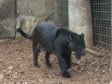 Jungle Park Teneriffa Schwarzer panther