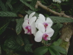 loro parque teneriffa orchideen 9
