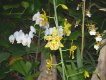 Orchideen Teneriffa Loro Parque