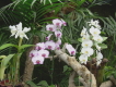 loro parque teneriffa orchideen 8