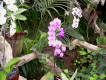 loro parque teneriffa orchideen 4