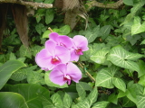 Orchidee im Loro Parque