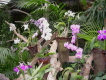 loro parque teneriffa orchideen 10