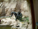Schimpansen Affen im Loro Parque
