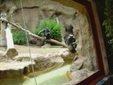 Blick auf die Schimpansen Anlage im Loro Parque