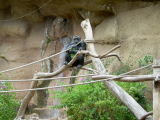 Schimpanse im Loro Parque