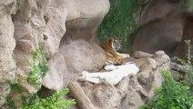 Loro Parque Weisser Tiger