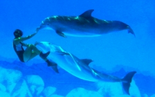 dolphin planet aqualand teneriffa