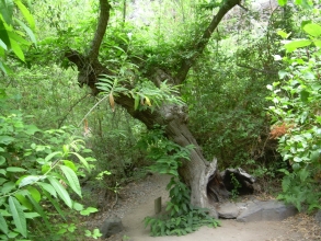 alter Baum im Barranco del Infierno