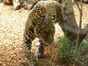 Teneriffa Jaguar Loro Parque