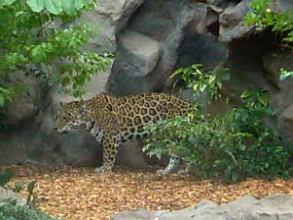 Loro Parque Jaguar am Feslen