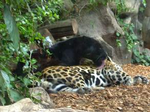 Jaguare bei Zärtlichkeiten im Loro Parque
