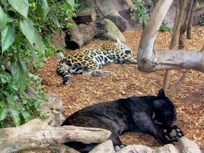 Loro Parque Schwarzer Jaguar