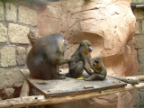 jungle park teneriffa Affen bei der Körperpflege