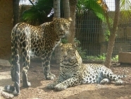 jungle park jaguare