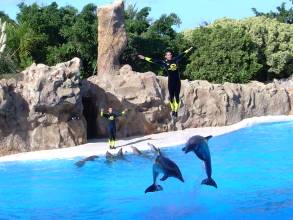 Kunstsprung auf Teneriffa mit Delfinen