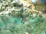 Schaubecken mit Pinguinen im Loro Parque