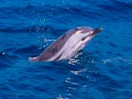 springendes Tier Royal Delfin