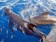 Familie bei der Wanderung Royal Delfin