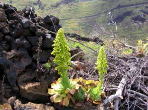 Vegetation Kanaren Pflanze zwischen Vulkangestein auf El Hierro
