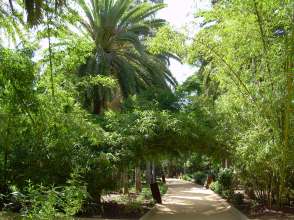 Vegetation Kanarische Inseln Park in Santa Cruz