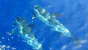 Wale Delfine Meeressäuger der kanaren