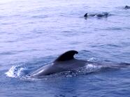 Wale Teneriffa Las Americas