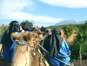 Camello Center Teneriffa kamelritt mit Blick auf Teide