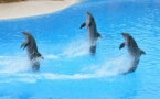 3 tanzende Delfine im Loro Parque