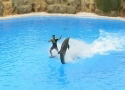 Spielen mit den Delfinen im Loro Parque