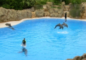 Schwimmen mit Delfinen im Loro parque