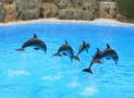 Delfine Loro Parque Teneriffa