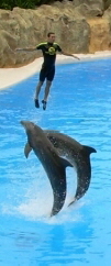 Delfine und Mensch im Loro Parque