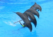 Delfine im Sprung im Loro Parque