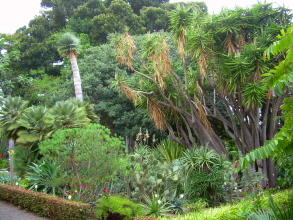 Jardin Botanico Teneriffa