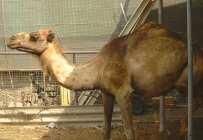jardines del atlantico teneriffa kamel