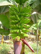 jardines del atlantico, Bananen