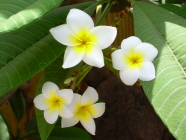 Teneriffa Bananera Blütenpflanze