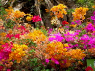 Blütenpracht auf Teneriffa