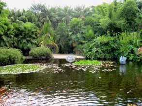 Teich mit Koi Karpfen auf teneriffa