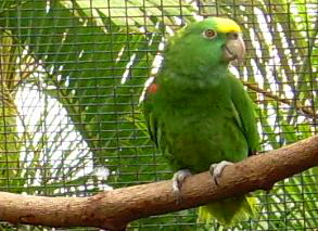 Papageii auf der Sitzstange im Loro Parque