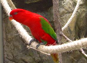 farbenprächtiger Vogel im Loro Parque