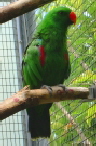 grüner Papagei im Loro Parque