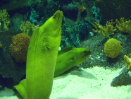 Muränen im Aquarium von Teneriffa