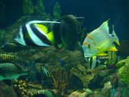 Aquarium im Loro Parque auf Teneriffa