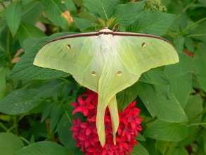 Schmetterling im Mariposario Kanaren